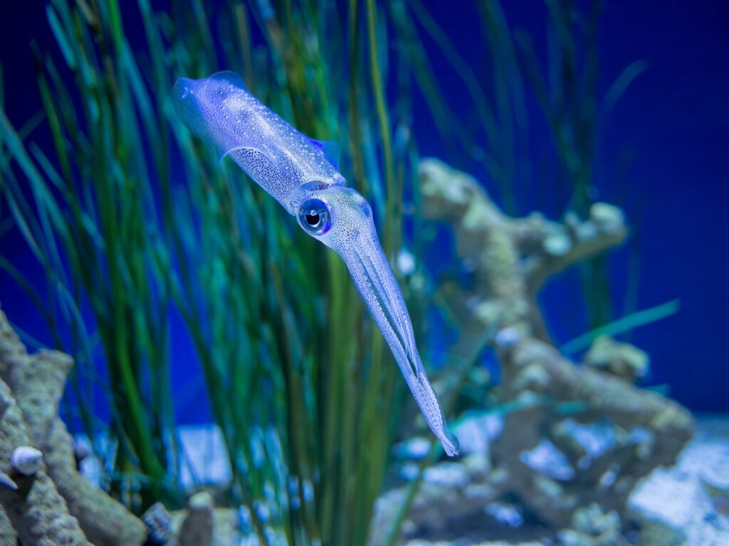 팁런 낚시의 대상어인 무늬오징어(bigfin reef squid)가 산호초 사이를 유영하는 모습