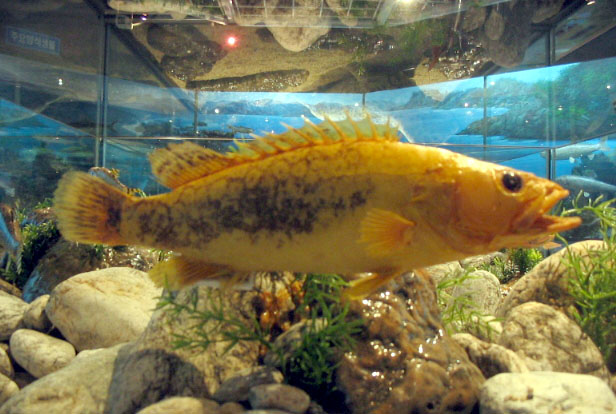 쏘가리(Siniperca scherzeri) 표본, 황갈색 바탕에 다각형 표범 무늬가 뚜렷하다 — 부산해양자연사박물관