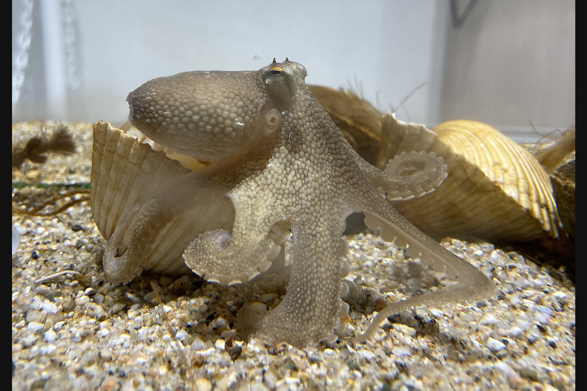 껍질 조각과 모래바닥 위에 자리 잡은 주꾸미(Amphioctopus fangsiao) 근접 사진